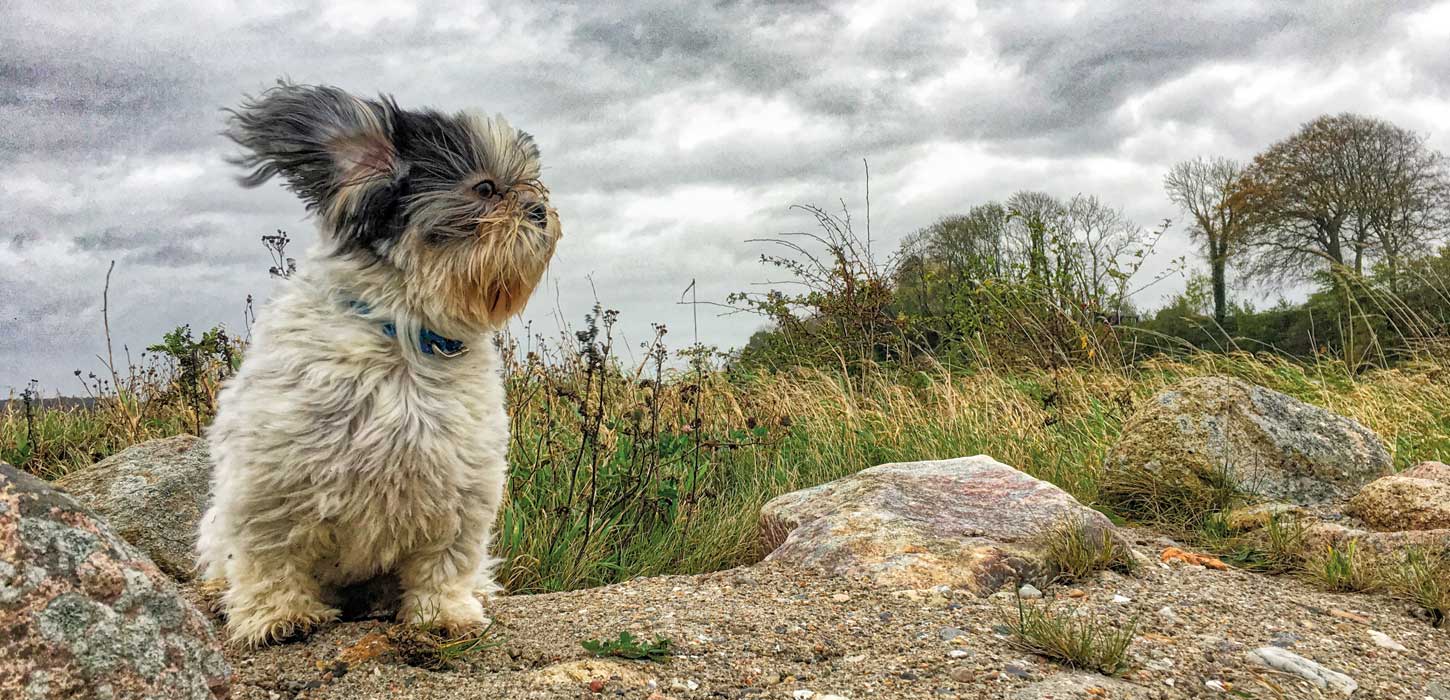 din hund | VisitSønderjylland