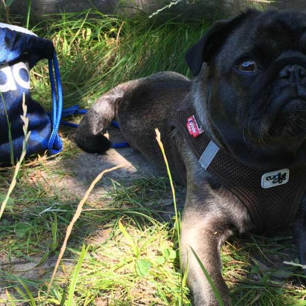 personale Burger Mauve Ferie med din hund | VisitSønderjylland