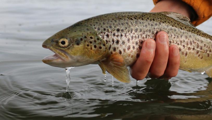 Angler hält Meerforelle über Wasser