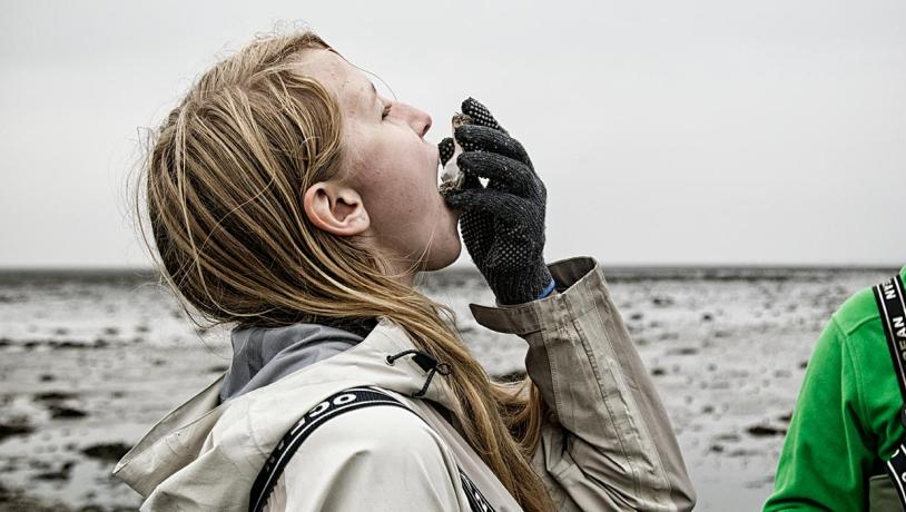 Østers i Vadehavet