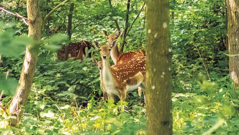 Dyr i Brandsbøl Skov i Naturpark Nordals