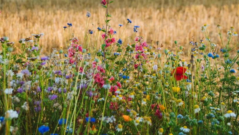 Vilde blomster ved Varnæs