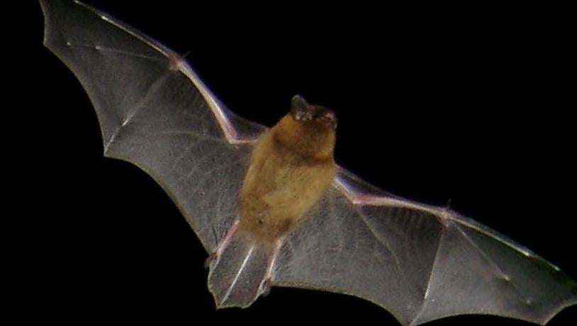 Pipistrelflagermus