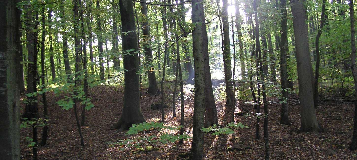 På skovtur i Gråsten Skovene