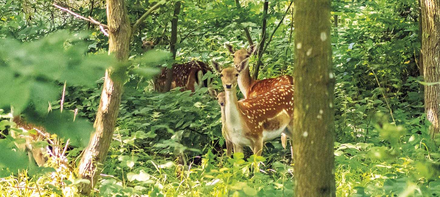 Vildt i Brandsbøl Skov i Naturpark Nordals