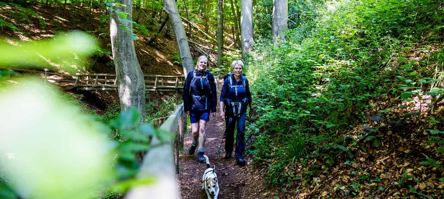 Vandrere med hund i Kollund Skov på Gendarmstien