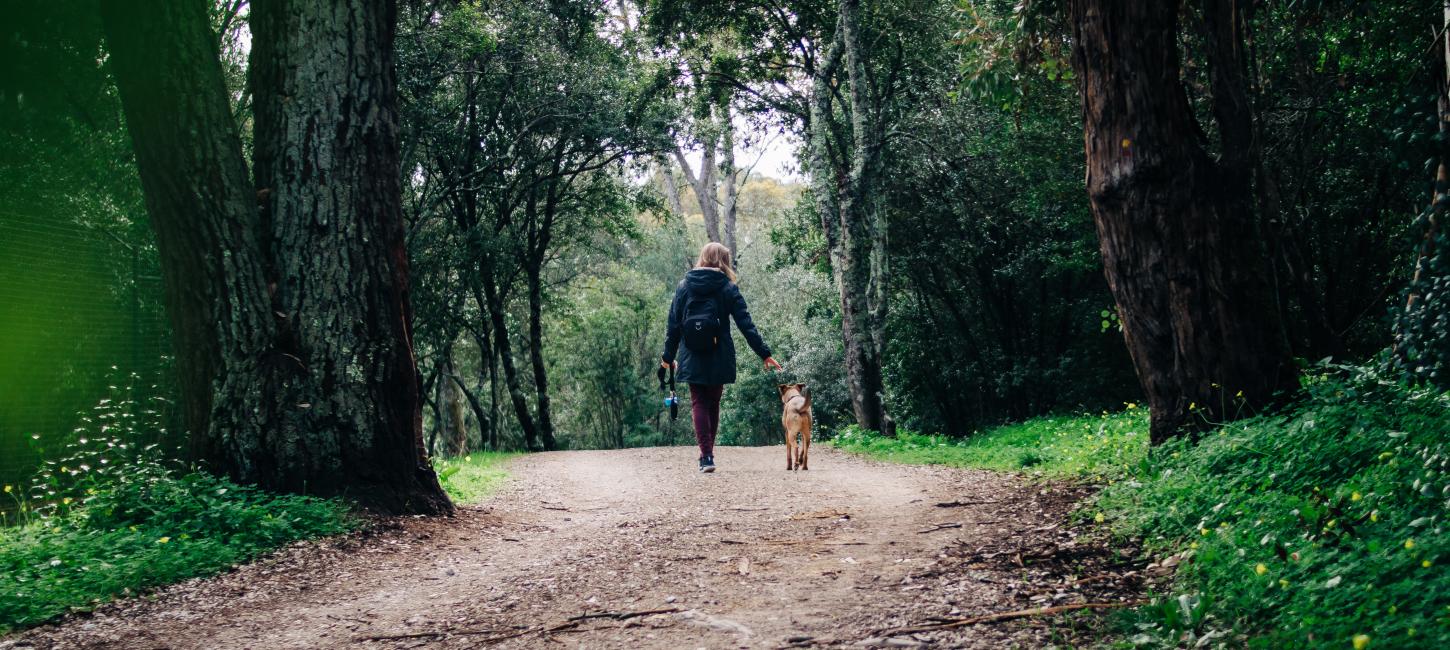Medbring din hund i Vesterskoven