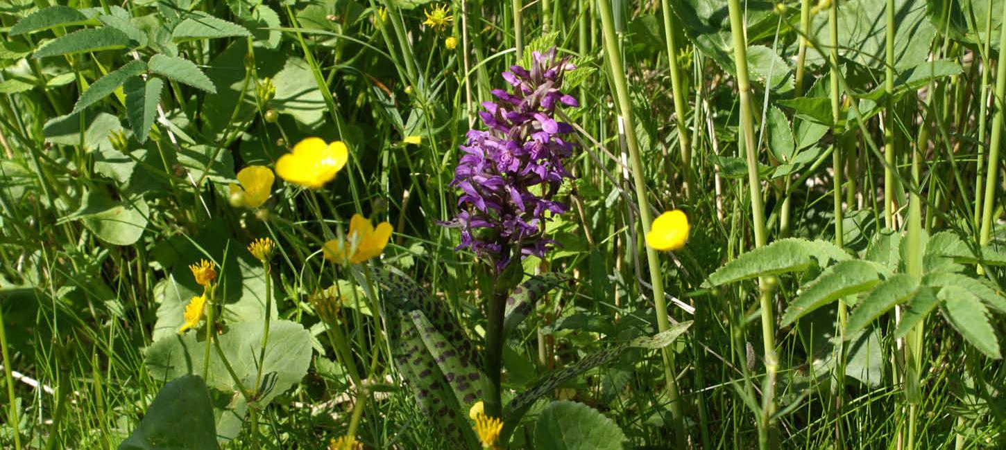 Heath spotted-orchid