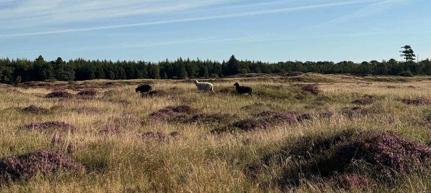 Får ved Stensbæk Plantage 