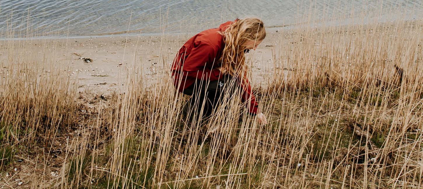 Kvinde sanker urter på Rømø 