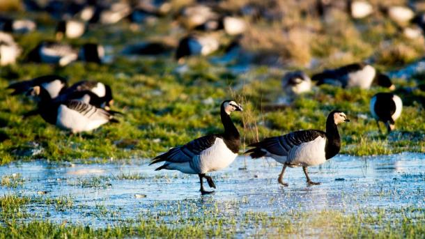 Bramgæs i Tøndermarsken i frosten