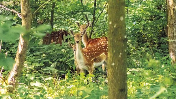 Vildt i Brandsbøl Skov i Naturpark Nordals