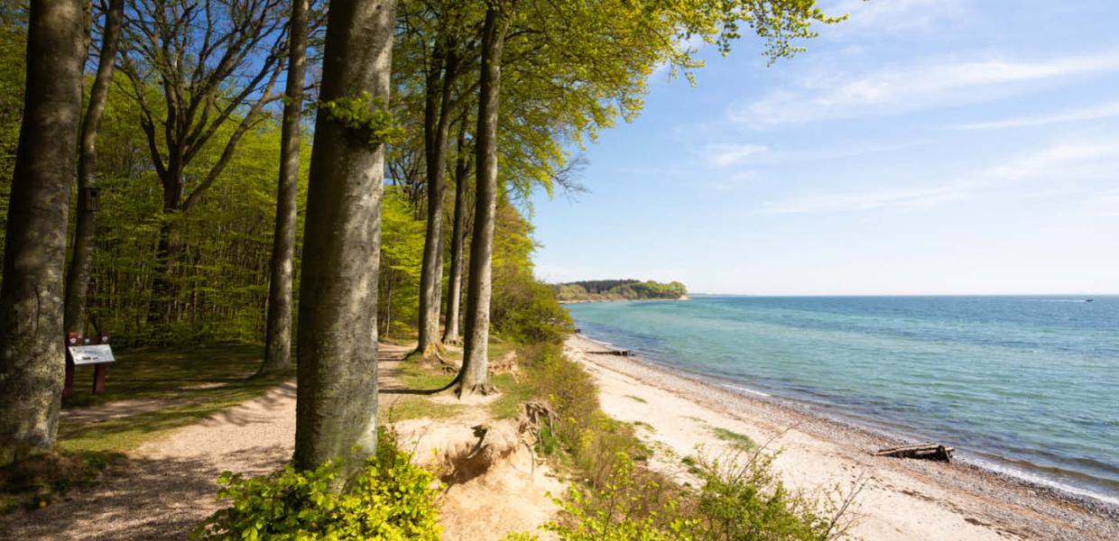 Sønderskoven på Als ved Sønderborg