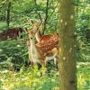 Vildt i Brandsbøl Skov i Naturpark Nordals