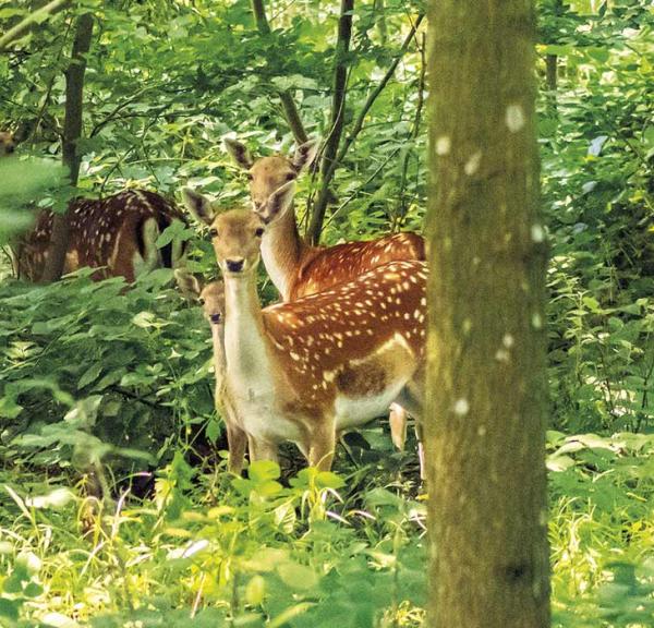 Vildt i Brandsbøl Skov i Naturpark Nordals