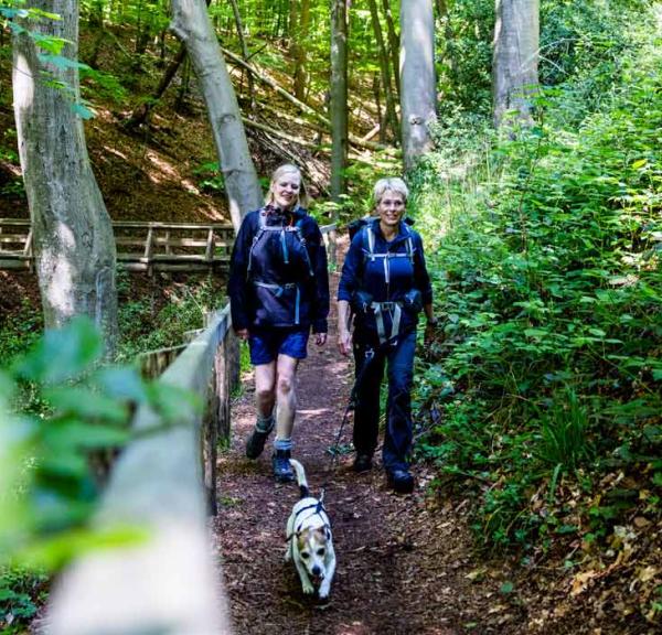 Vandrere med hund i Kollund Skov på Gendarmstien