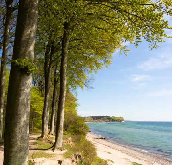 Sønderskoven med strand og vand på Als ved Sønderborg