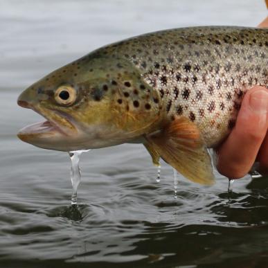 Angler hält Meerforelle über Wasser