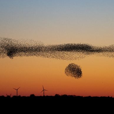 Sort Sol ved skumring 