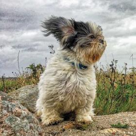 Hund på sten langs østkysten