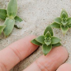 Sanke urter på stranden på Rømø
