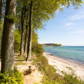 Sønderskoven på Als ved Sønderborg