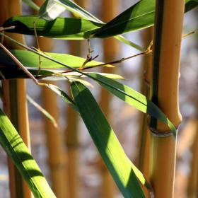 Gul bambus