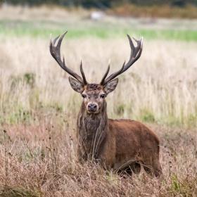 Kronhjort i Lille Vildmose