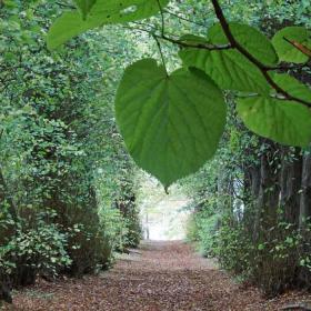 Lindealle i Augustenborg