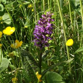 Heath spotted-orchid