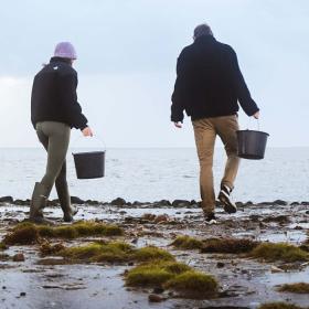 Par sanker østers ved vadehavet