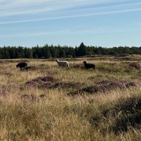 Får ved Stensbæk Plantage 