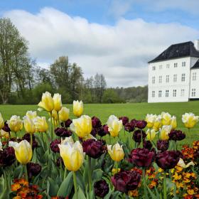 Gule og bordeaux tulipaner foran Graasten Slot