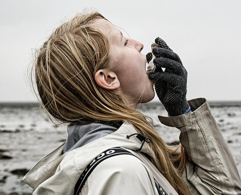 Østers i Vadehavet